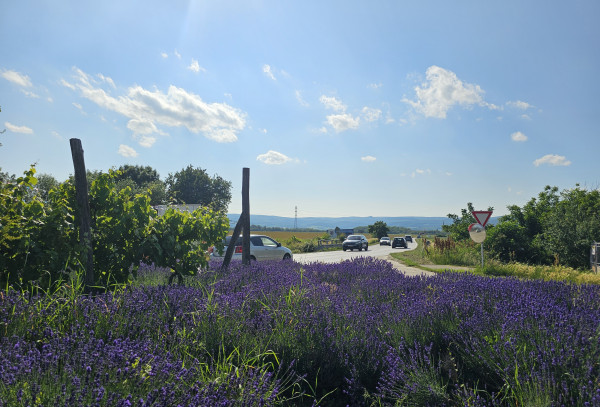 Na prenájom pozemok Pezinok 3118m2